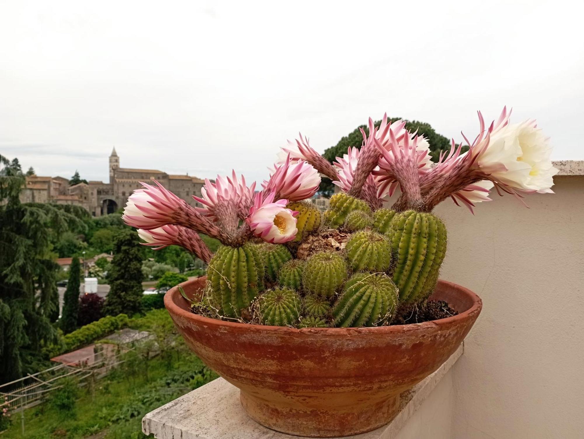 Le Petit Relais Bed & Breakfast Viterbo Exterior photo